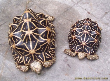 female star tortoise and hatchling