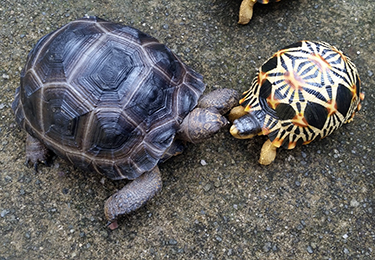 tortoise figurines