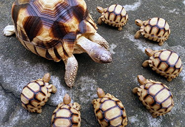 tortoise figurines