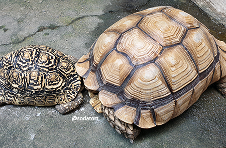 Mixing Tortoise Species