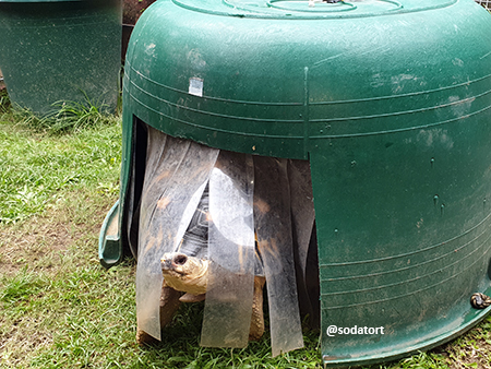 Tortoise Shed