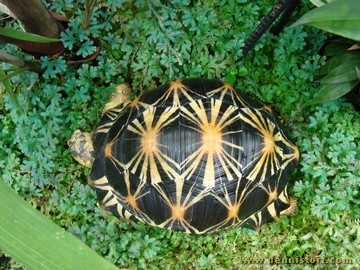 radiated tortoise philippines