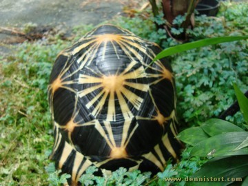 radiated tortoise philippines