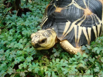 radiated tortoise philippines