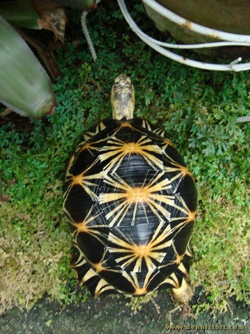 radiated tortoise philippines