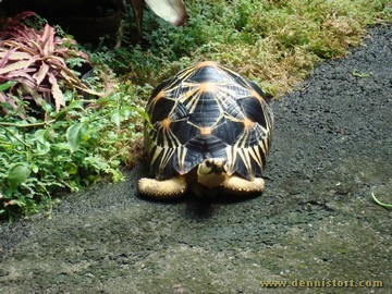 radiated tortoise philippines