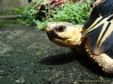 radiated tortoise philippines