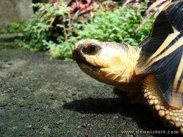 radiated tortoise philippines