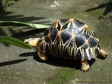 radiated tortoise philippines