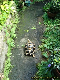 radiated tortoise philippines