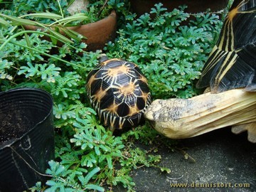 radiated tortoise philippines