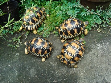 radiated tortoise philippines