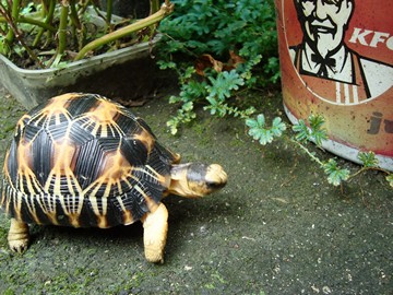 radiated tortoise philippines