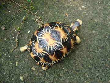 radiated tortoise philippines