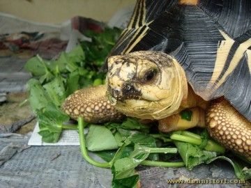 radiated tortoise philippines