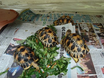 radiated tortoise philippines