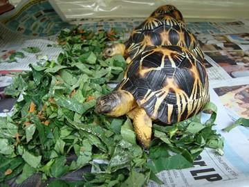 radiated tortoise philippines