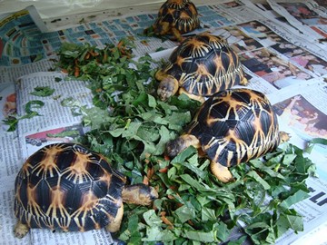 radiated tortoise philippines