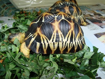 radiated tortoise philippines