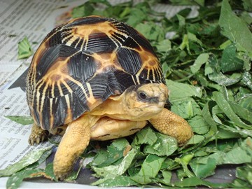 radiated tortoise philippines