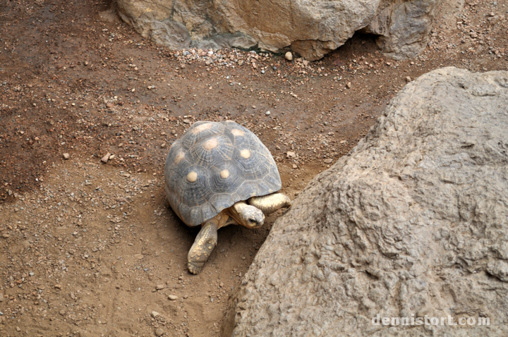 Tortoises in Indianapolis Zoo