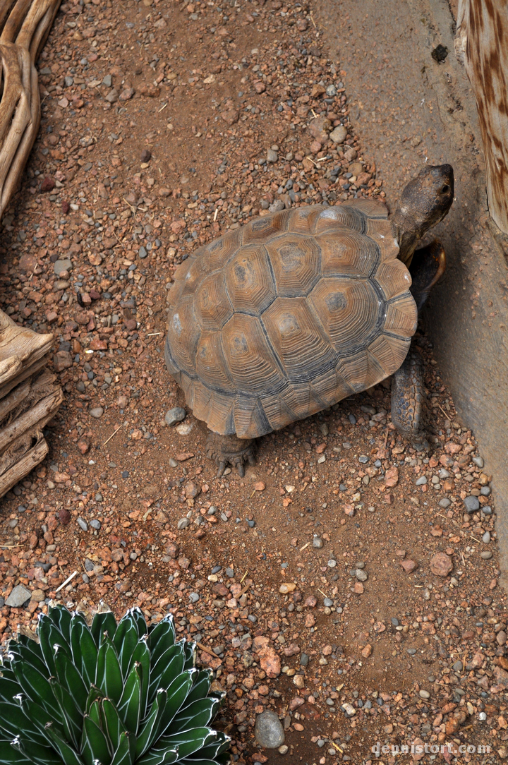 Tortoises in Indianapolis Zoo