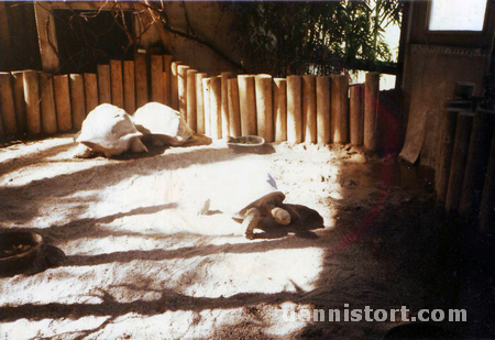 Tortoises in Toronto Zoo