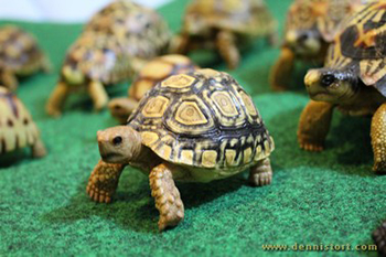 tortoise replica