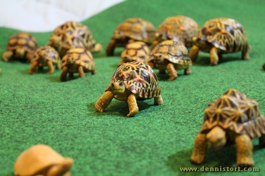 tortoise replica