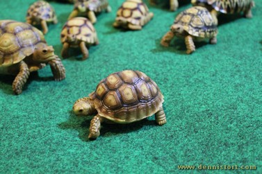 tortoise replica