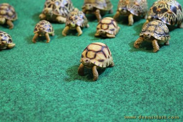 tortoise replica