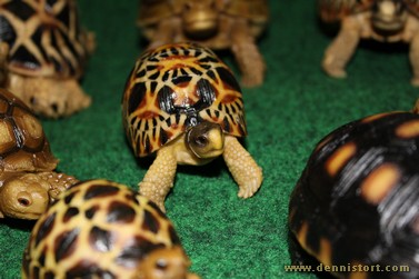 tortoise replica