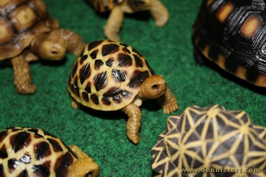 tortoise replica