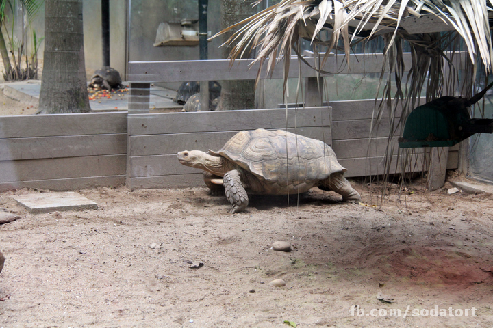 Tortoises in Hong Kong Botanical Gardens