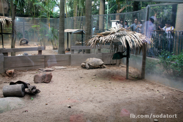 Tortoises in Hong Kong Botanical Gardens