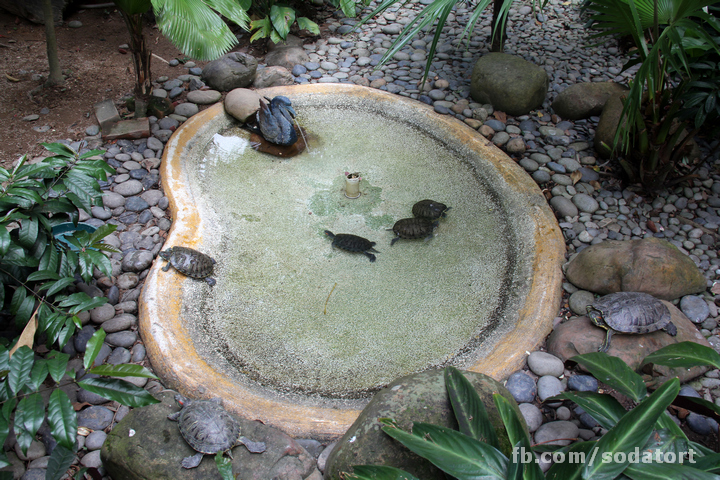 Tortoises in Hong Kong Botanical Gardens