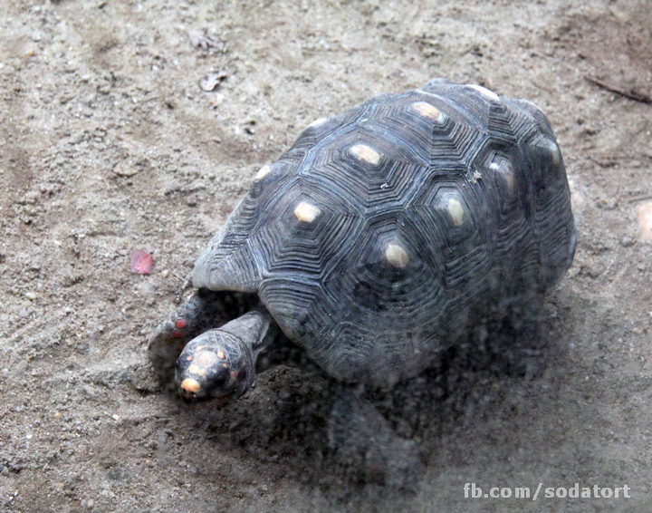 Tortoises in Hong Kong Botanical Gardens