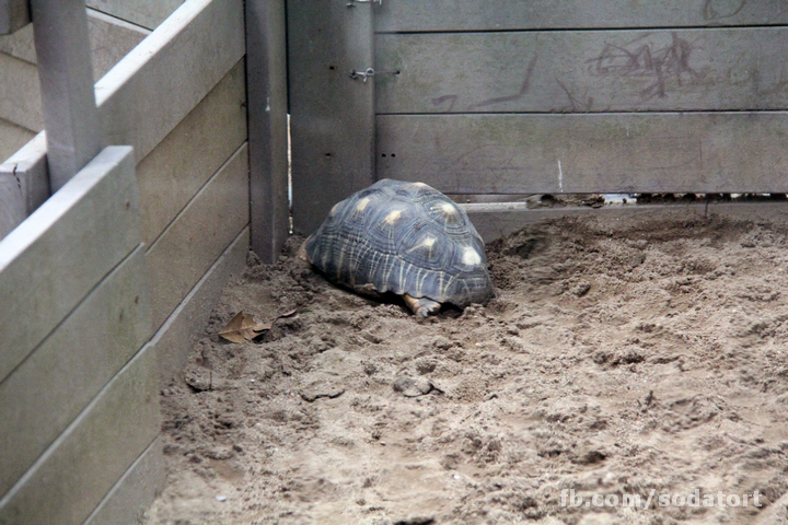 Tortoises in Hong Kong Botanical Gardens