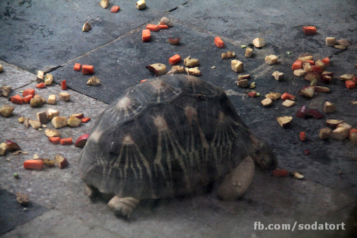 Tortoises in Hong Kong Botanical Gardens