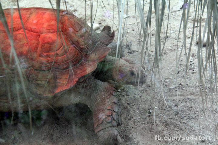 Tortoises in Hong Kong Botanical Gardens