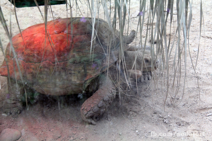 Tortoises in Hong Kong Botanical Gardens