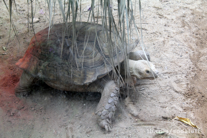 Tortoises in Hong Kong Botanical Gardens