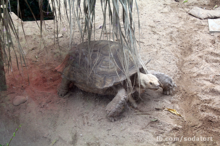 Tortoises in Hong Kong Botanical Gardens