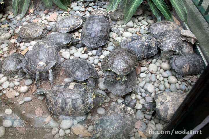 Tortoises in Hong Kong Botanical Gardens