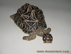 female star tortoise and hatchling