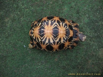 Soda the Radiated Tortoise in October 2006