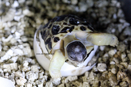 Breeding Radiated Tortoises