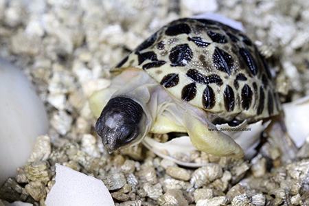 Radiated tortoise breeding