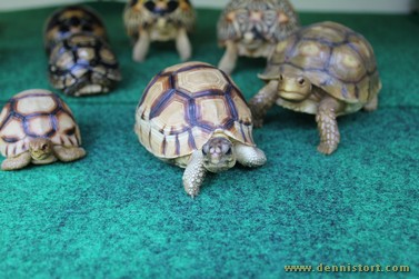 tortoise replica