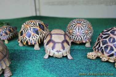 tortoise replicas